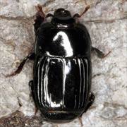 Platysoma compressum (3–3.5 mm)