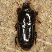 Platysoma elongatum (2.5–3 mm)