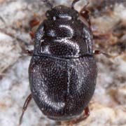 Plegaderus caesus (1–1.8 mm)