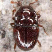 Plegaderus dissectus (1–1.5 mm)