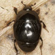 Saprinus semistriatus (3.5–5.5 mm)