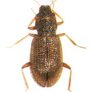 Hydraena testacea (1.8–2 mm)