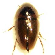 Limnebius atomus (1–1.1 mm)