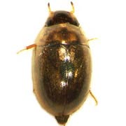 Anacaena bipustulata (2.3–3.2 mm)