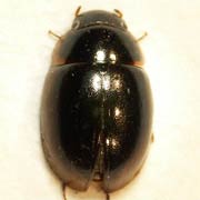 Anacaena globulus (2.7–3.5 mm)