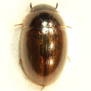 Anacaena limbata (2.3–3.2 mm)