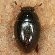 Cercyon analis (1.7–2.5 mm)