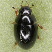 Cercyon convexiusculus (1.7–2 mm)