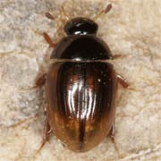 Cercyon lateralis (2.5–3 mm)