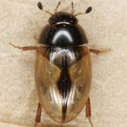 Cercyon unipunctatus (2.4–3.2 mm)