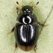 Cercyon ustulatus (2.5–3.5 mm)