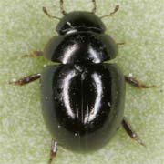 Chaetarthria similis (1.1–1.7 mm)