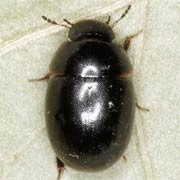 Coelostoma orbiculare (3.5–4.5 mm)