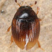 Cryptopleurum subtile (1.5–2 mm)