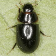 Cymbiodyta marginella (3.3–4.3 mm)