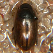 Enochrus affinis (3.5–3.9 mm)