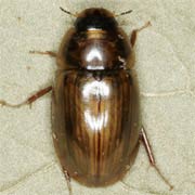 Enochrus testaceus (5.5–6.5 mm)