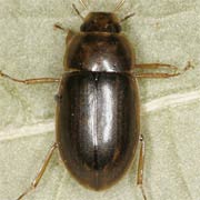 Helochares punctatus (4.5–6.5 mm)