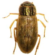 Helophorus brevipalpis (2.2–3.2 mm)