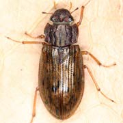 Helophorus grandis (6–9 mm)