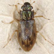 Helophorus griseus (2.5–3.6 mm)