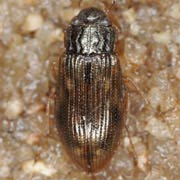 Helophorus minutus (2.5–3.8 mm)