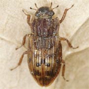 Helophorus nubilus