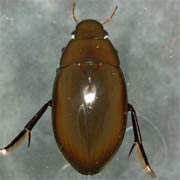 Hydrophilus aterrimus (32–43 mm)