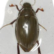 Hydrophilus piceus (34–50 mm)