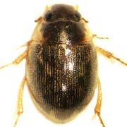 Laccobius minutus (2.6–3.2 mm)