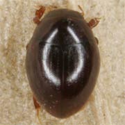 Megasternum obscurum (1.7–2.2 mm)