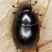 Sphaeridium marginatum (3.5–5.5 mm)