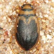 Hygrobia hermanni (8.5–11 mm)