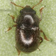 Brachypterus urticae (1.5–2.3 mm)