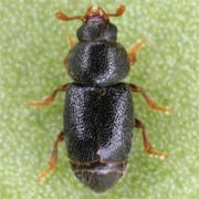 1.5 - 2.2 mm