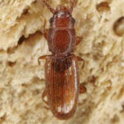 Cryptolestes duplicatus (1.5–2.1 mm)