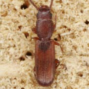 Leptophloeus clematidis (2.5–3 mm)