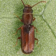 Leptophloeus juniperi (2–2.6 mm)