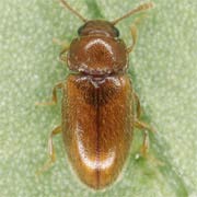 Cryptophilus integer (1.9–2.3 mm)