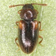 Cryptophilus obliteratus (2.4–3 mm)