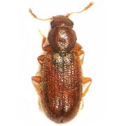 Corticaria linearis (1.8–2 mm)