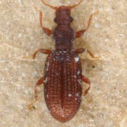 Dienerella elongata (1.3–1.8 mm)