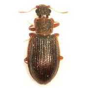 Latridius minutus (1.2–2.4 mm)