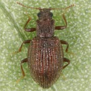 Stephostethus angusticollis (1.8–2.2 mm)