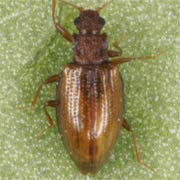 Stephostethus lardarius (2.5–2.9 mm)