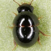 Agathidium marginatum (2–2.3 mm)