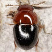 Agathidium nigripenne (2–2.7 mm)