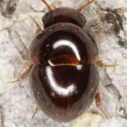 Agathidium seminulum (2–2.5 mm)