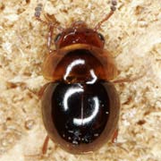 Agathidium varians (2.5–3 mm)