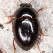 Anisotoma castanea (3.2–3.8 mm)